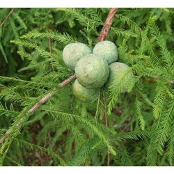 nasiona Cypryśnik błotny szt.5 Flxx73