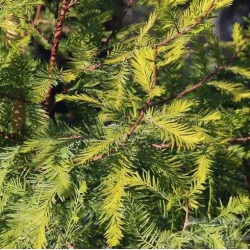 nasiona Cypryśnik błotny szt.5 Flxx73