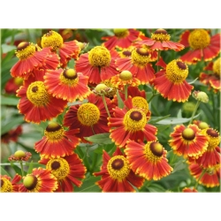 nasiona Dzielżan Hoopesa szt.10 Flxx116