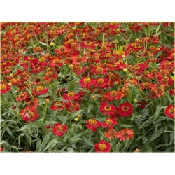 nasiona Dzielżan Hoopesa szt.10 Flxx116