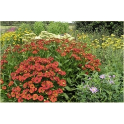 nasiona Dzielżan Hoopesa szt.10 Flxx116