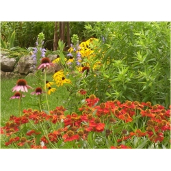 nasiona Dzielżan Hoopesa szt.10 Flxx116