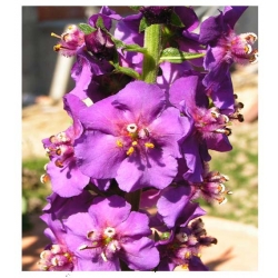 nasiona Dziewanna fioletowa szt.10 Flxx8