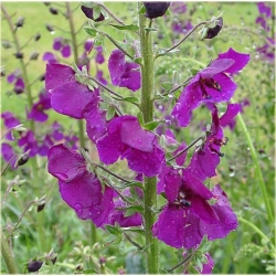 nasiona Dziewanna fioletowa szt.10 Flxx8