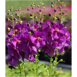 nasiona Dziewanna fioletowa szt.10 Flxx8