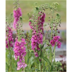 nasiona Dziewanna fioletowa szt.10 Flxx8