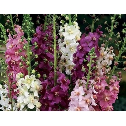 nasiona Dziewanna fioletowa szt.10 Flxx8