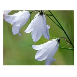 nasiona Dzwonek brzoskwiniol biały szt.10 Flxx81