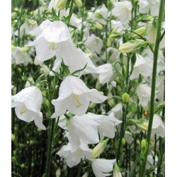 nasiona Dzwonek brzoskwiniol biały szt.10 Flxx81