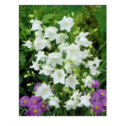 nasiona Dzwonek brzoskwiniol biały szt.10 Flxx81