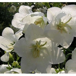 nasiona Dzwonek brzoskwiniol biały szt.10 Flxx81