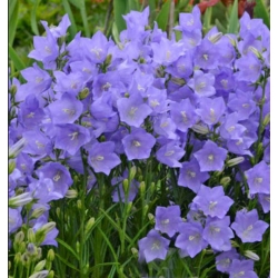 nasiona Dzwonek brzoskwiniol blau szt.10 Flxx82