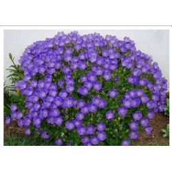 nasiona Dzwonek brzoskwiniol blau szt.10 Flxx82