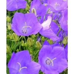 nasiona Dzwonek brzoskwiniol blau szt.10 Flxx82