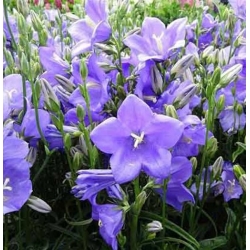 nasiona Dzwonek brzoskwiniol blau szt.10 Flxx82