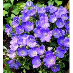 nasiona Dzwonek brzoskwiniol blau szt.10 Flxx82