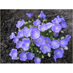 nasiona Dzwonek karpacki szt.10 Flxx121