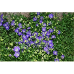 nasiona Dzwonek karpacki szt.10 Flxx121