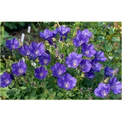 nasiona Dzwonek karpacki szt.10 Flxx121