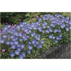 nasiona Dzwonek karpacki szt.10 Flxx121