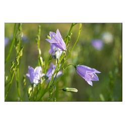 nasiona Dzwonek okrągłolistny szt.10 Flxx83