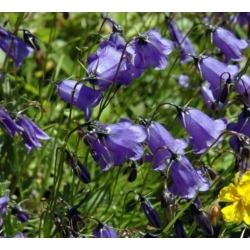 nasiona Dzwonek okrągłolistny szt.10 Flxx83