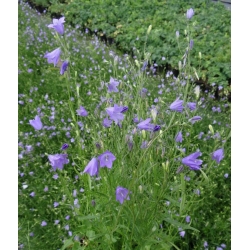 nasiona Dzwonek okrągłolistny szt.10 Flxx83