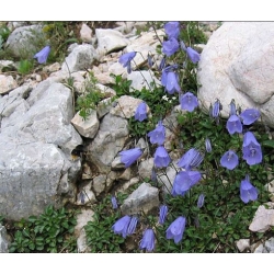 nasiona Dzwonek okrągłolistny szt.10 Flxx83