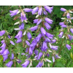 nasiona Dzwonek pokrzywolistny szt.10 Flxx14