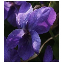 nasiona Fiołek rogaty niebieski szt.10 Flxx6