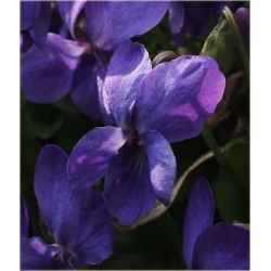 nasiona Fiołek rogaty niebieski szt.10 Flxx6