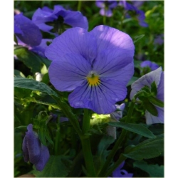 nasiona Fiołek rogaty niebieski szt.10 Flxx6