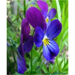 nasiona Fiołek rogaty niebieski szt.10 Flxx6