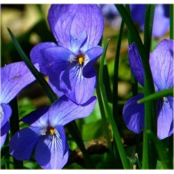 nasiona Fiołek rogaty niebieski szt.10 Flxx6