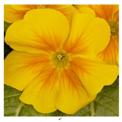 nasiona Fiołek rogaty żółty szt.10 Flxx9