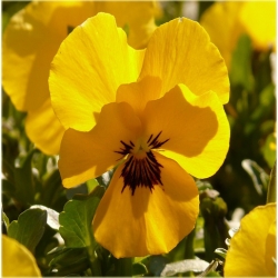 nasiona Fiołek rogaty żółty szt.10 Flxx9