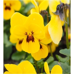 nasiona Fiołek rogaty żółty szt.10 Flxx9