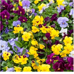 nasiona Fiołek rogaty żółty szt.10 Flxx9