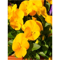 nasiona Fiołek rogaty żółty szt.10 Flxx9