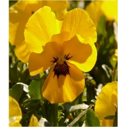 nasiona Fiołek rogaty żółty szt.10 Flxx9