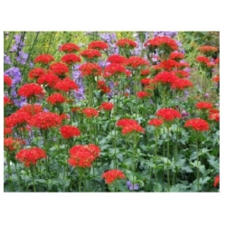 nasiona Firletka chalcedońska szt.10 Flxx103