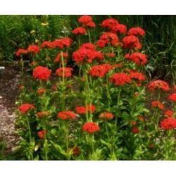 nasiona Firletka chalcedońska szt.10 Flxx103