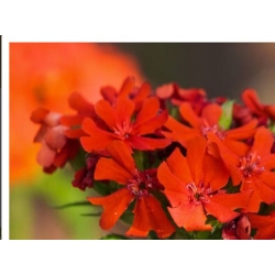 nasiona Firletka chalcedońska szt.10 Flxx103