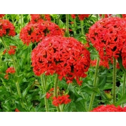 nasiona Firletka chalcedońska szt.10 Flxx103