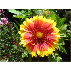 nasiona Gailardia oścista szt.10 Flxx115