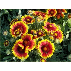 nasiona Gailardia oścista szt.10 Flxx115