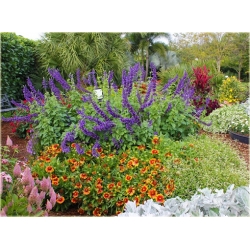 nasiona Gailardia oścista szt.10 Flxx115