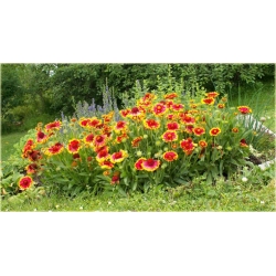 nasiona Gailardia oścista szt.10 Flxx115