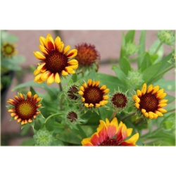 nasiona Gailardia oścista szt.10 Flxx115