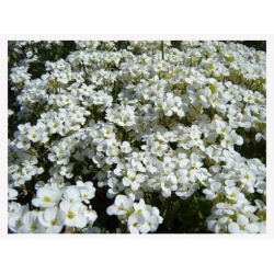 nasiona Gęsiówka biała szt.10 Flxx97